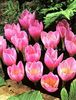 Bulbi Branduse Zonatus (Crocus)