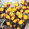 Bulbi Branduse Zwanenburg Bronze (Crocus)