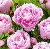 Bulbi Bujori Sarah Bernhardt (Paeonia)