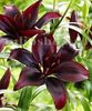 Bulbi Crin Mapira (Lilium)
