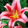 Bulbi Crin Olympic Torch (Lilium)