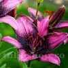 Bulbi Crin Purple Eye (Lilium)