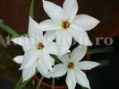 Bulbi Ipheion Alberto Castello