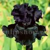 Bulbi Iris Black Night (Stanjenel)