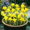 Bulbi Iris Danforda (Stanjenel)