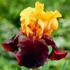 Bulbi Iris Supreme Sultan (Stanjenel)