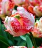 Bulbi Lalele Apricot Parrot (Tulip)