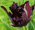 Bulbi Lalele Black Parrot (Tulip)
