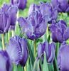 Bulbi Lalele Blue Parrot (Tulip)