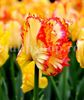 Bulbi Lalele Caribbean Parrot (Tulip)