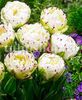 Bulbi Lalele Dance Line (Tulip)