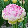 Bulbi Lalele Double Touch (Tulip)