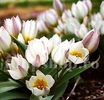 Bulbi Lalele Polychroma (Tulip)