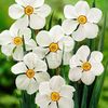 Bulbi Narcise Actaea