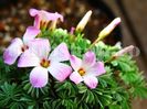 Bulbi Oxalis Adenophylla (Trifoi)