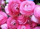 Bulbi Ranunculus Roz