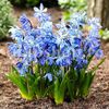 Bulbi Viorea Sibirica (Scilla)