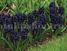 Bulbi Zambile Dark Dimension (Hyacinthus)