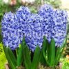 Bulbi Zambile Delft Blue (Hyacinthus)