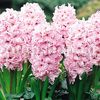 Bulbi Zambile Fondant (Hyacinthus)