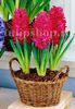 Bulbi Zambile Jan Boss (Hyacinthus)