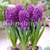Bulbi Zambile Purple Star (Hyacinthus)
