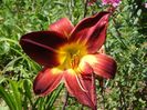 Persian Ruby