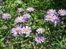 Aster frikartii Jungfrau, cred