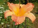 hemerocallis Senegal