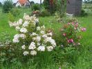hydrangea paniculata Phantom si Magic Meillandecor