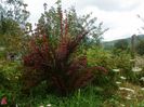 berberis Orange Rocket