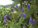 veronica spicata