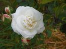 Boule de Neige