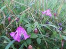 clematis Heather Hershell