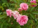 Pink Grootendorst