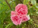 Pink Grootendorst
