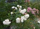 Katharina Zeimet si Heavenly Pink