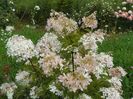 hydrangea paniculata Phantom