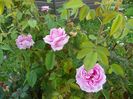 Compte de Chambord