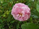 Pink Prosperity