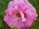 Katy Road Pink