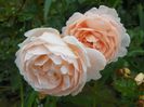 Ambridge Rose