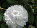 White Jacques Cartier