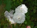 White Jacques Cartier