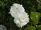 White Jacques Cartier