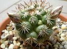 Mammillaria schumannii v. globosa