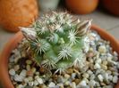 Mammillaria schumannii v. globosa