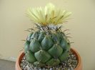 Coryphanta calipensis