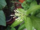 Cestrum