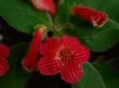 Kohleria Eriantha